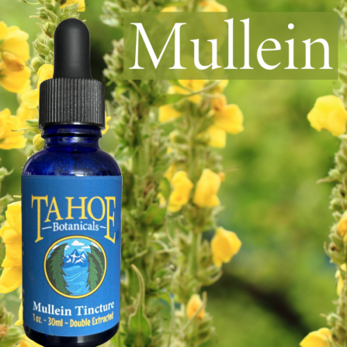 Mullein Tincture 1 oz