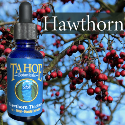 Hawthorn Tincture 1 oz