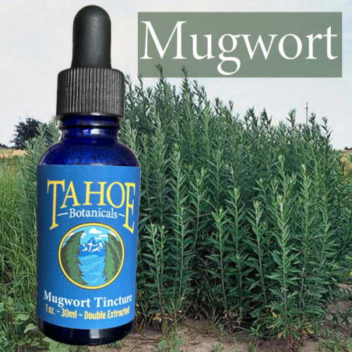 Mugwort Tincture