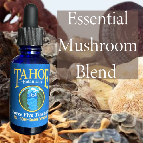 Force 5 Mushroom Tincture