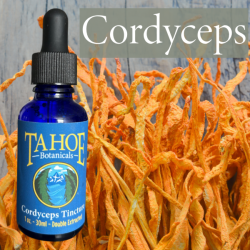 Cordyceps Tincture