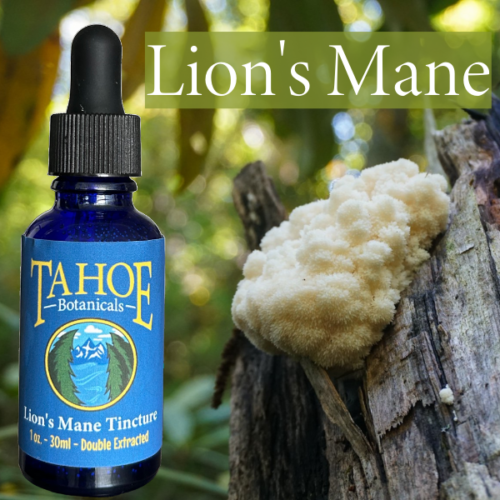 Lion's Mane Tincture