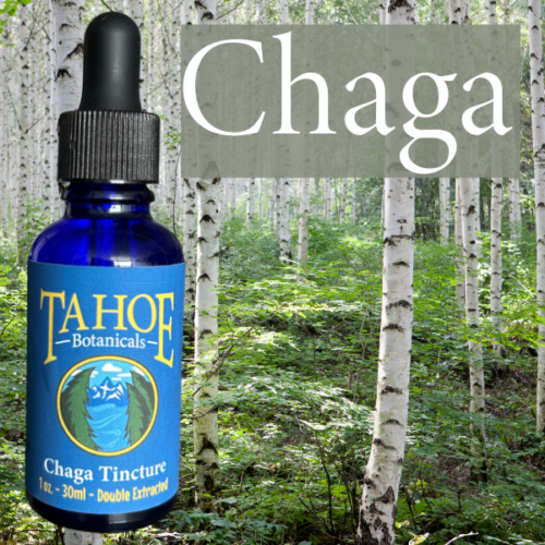 Chaga Tincture 1 oz