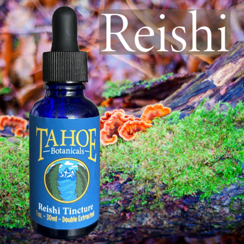 Reishi Tincture